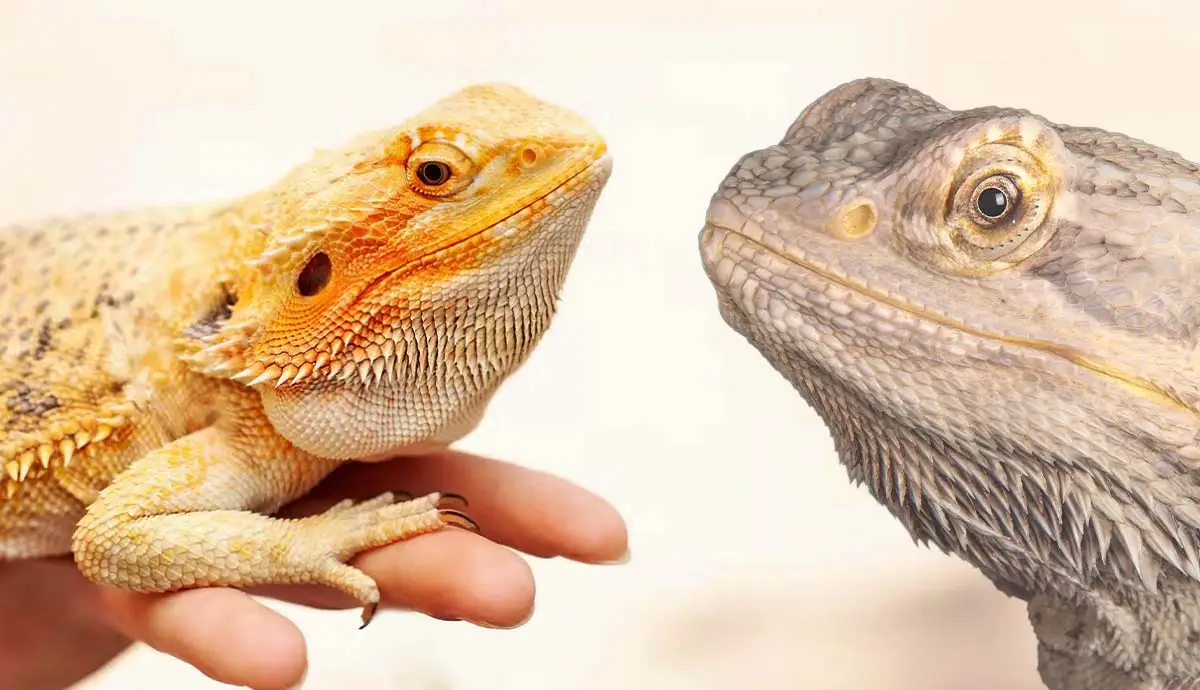 What does it mean when a bearded dragon doesn't move his head much