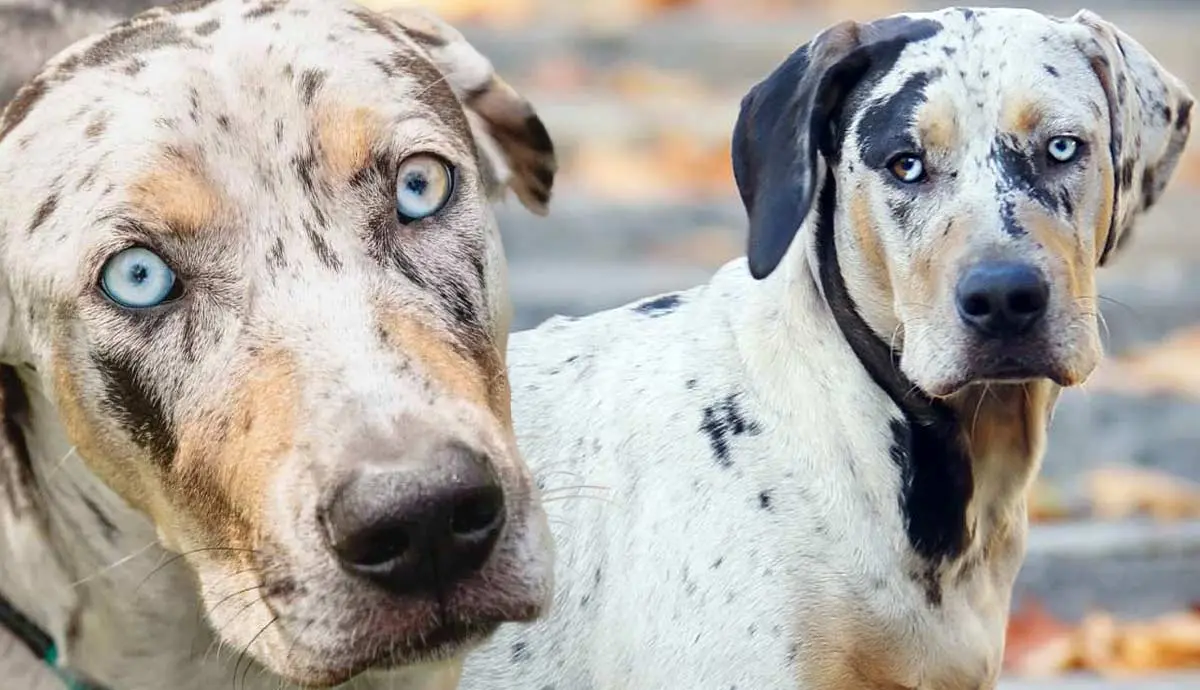 facts catahoula leopard dog