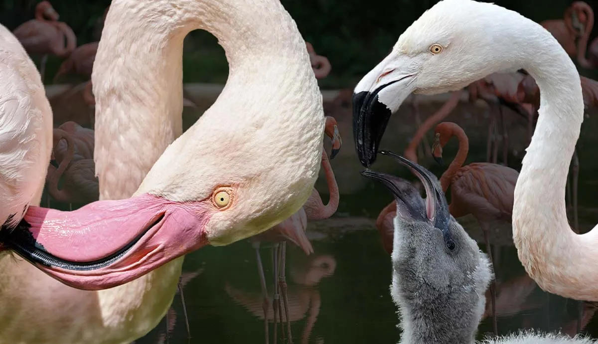 facts flamingos