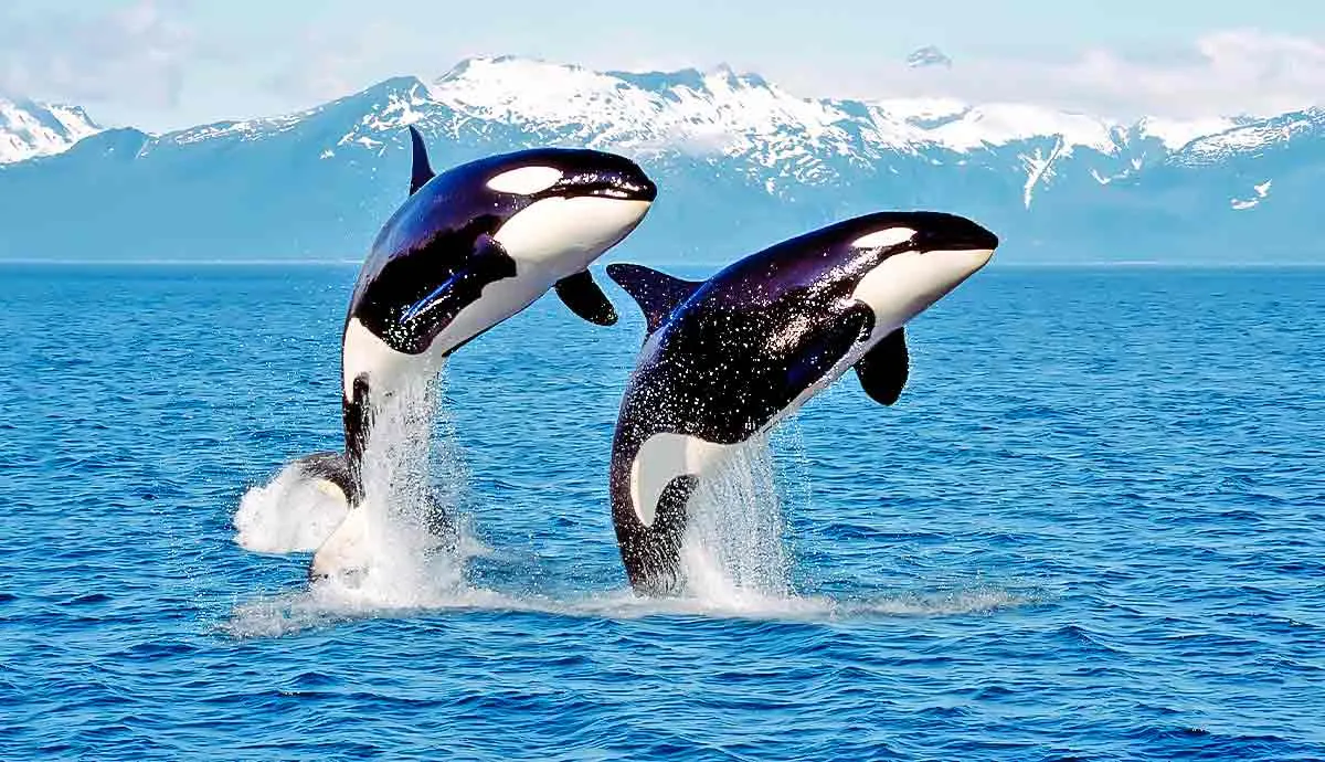 facts killer whales