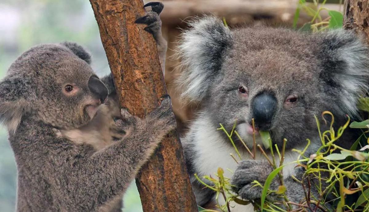 Koalas: Facts About Iconic Marsupials