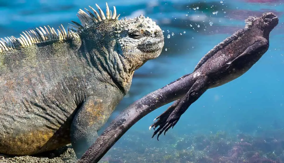 facts marine iguana