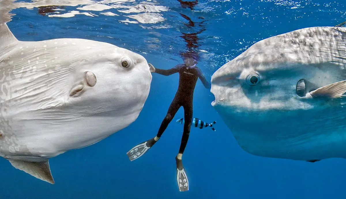 5 Amazing Facts about the Ocean Sunfish