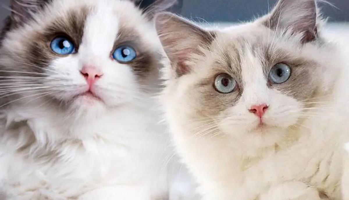 facts on the affectionate ragdoll cat