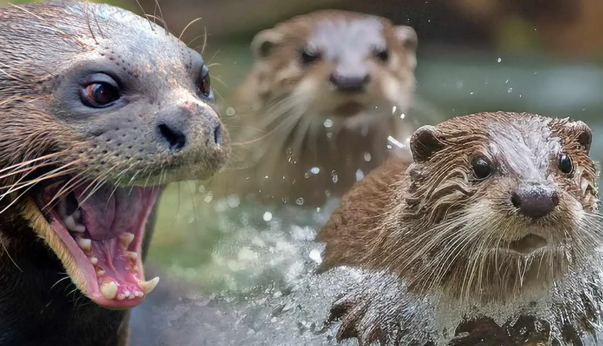 facts river otter