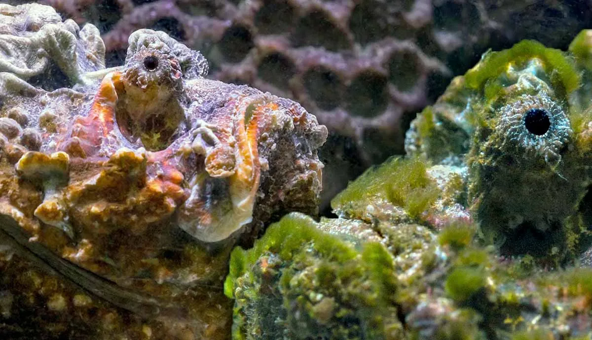 facts stonefish ocean camouflaged hunter