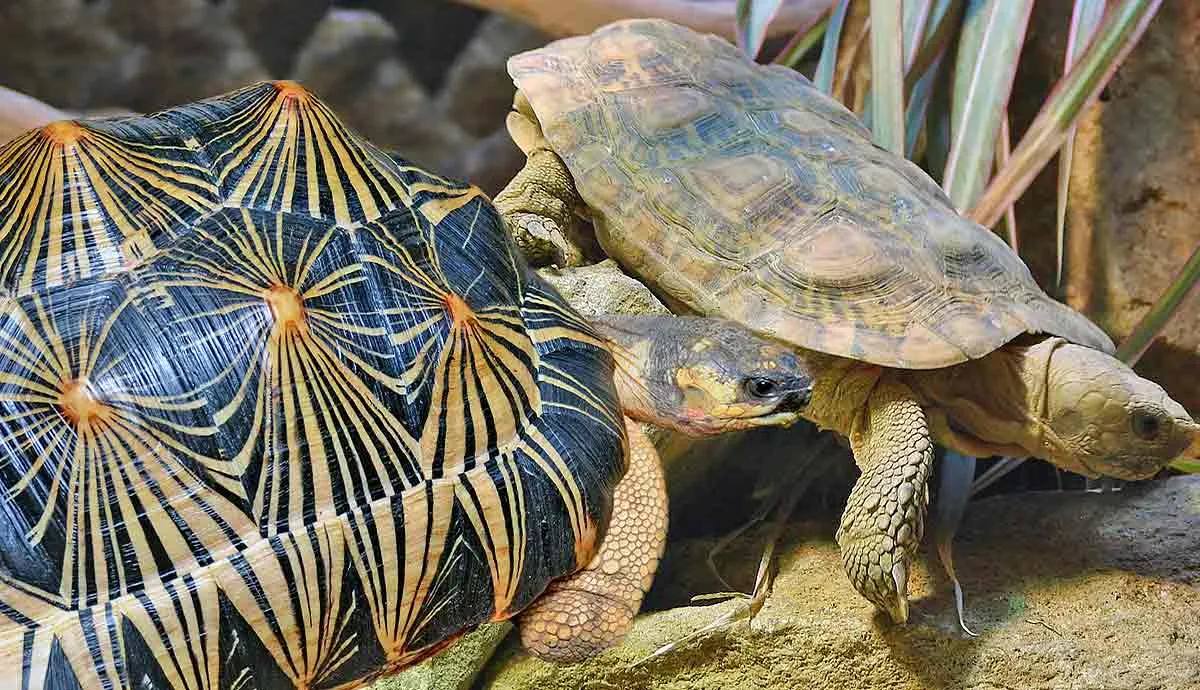 fascinating tortoise species