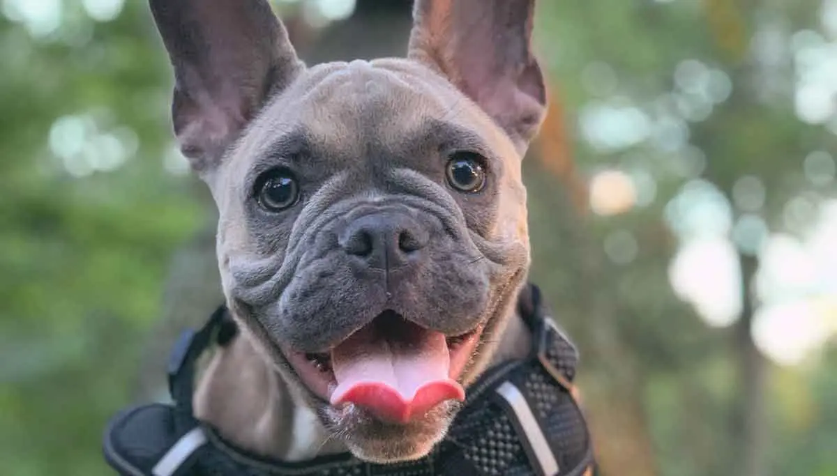 fawn french bulldog wearing black harness panting