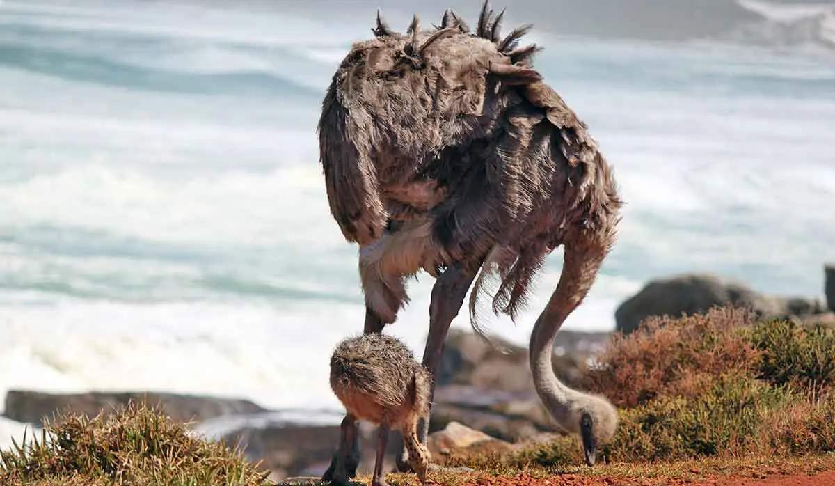 female ostrich and chick picking at the ground