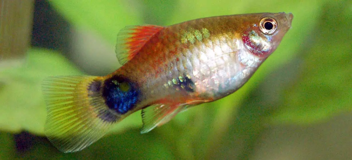 female platy