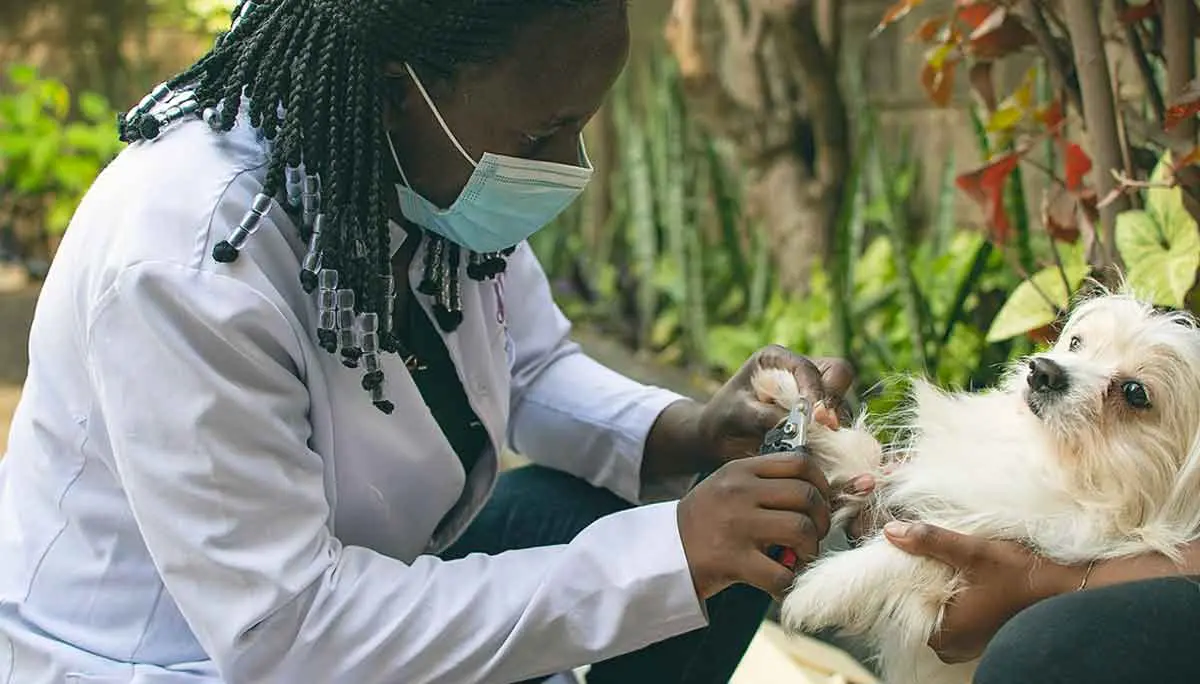 female vet with dog