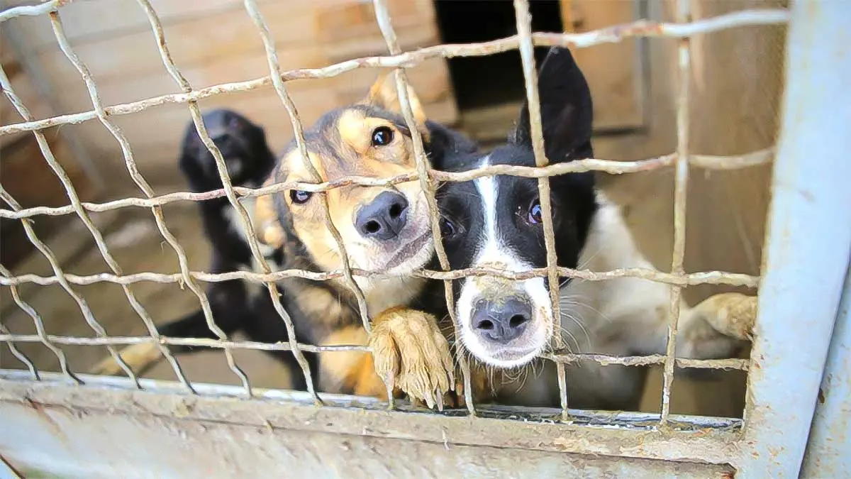 fenced buddies