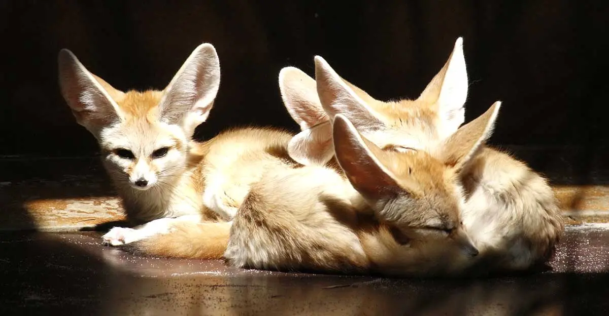 fennec foxes wild animals