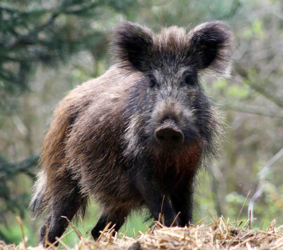 feral pig