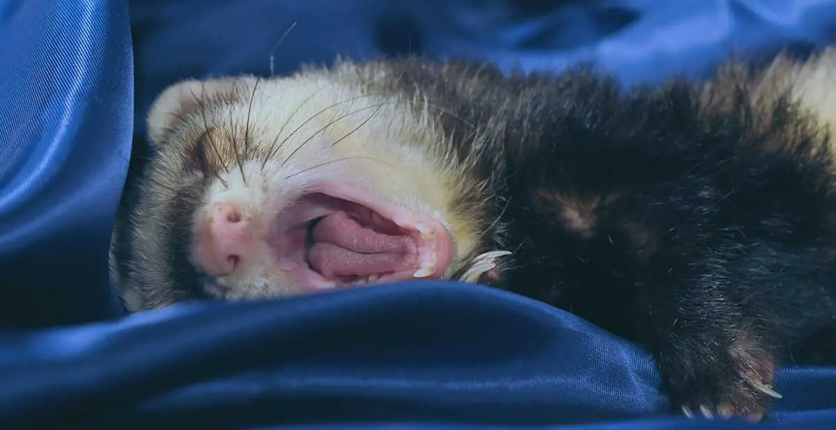 ferret yawning