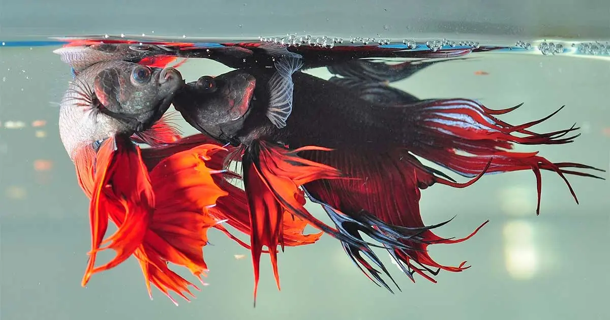 fighting fish beta aquarium