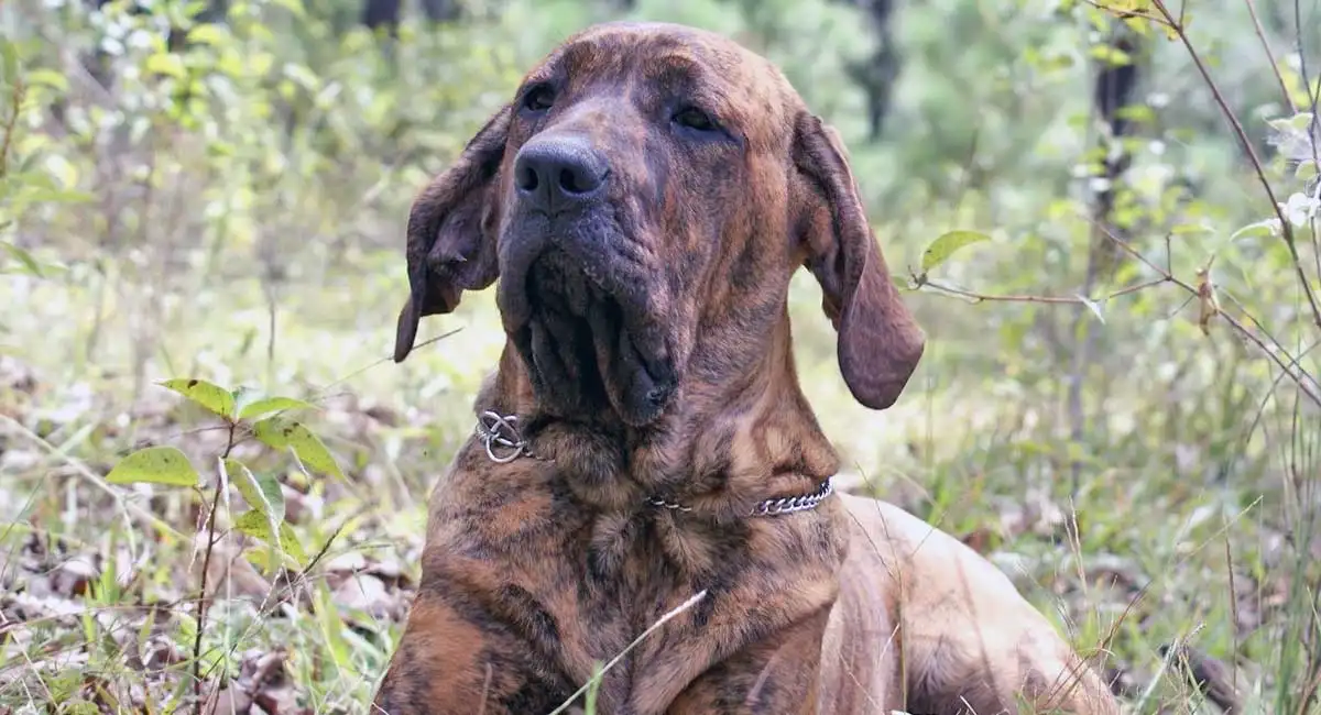 Fila Brasileiro Dog Breed Pictures, 1