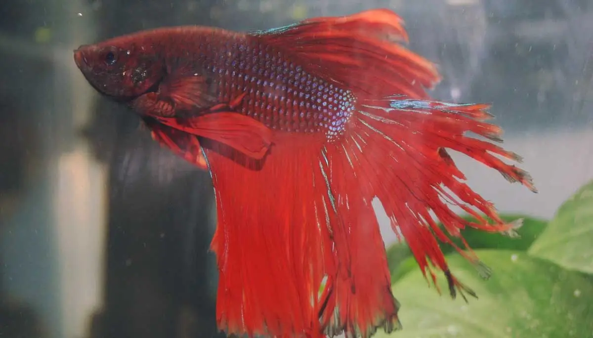 fin rot fish disease