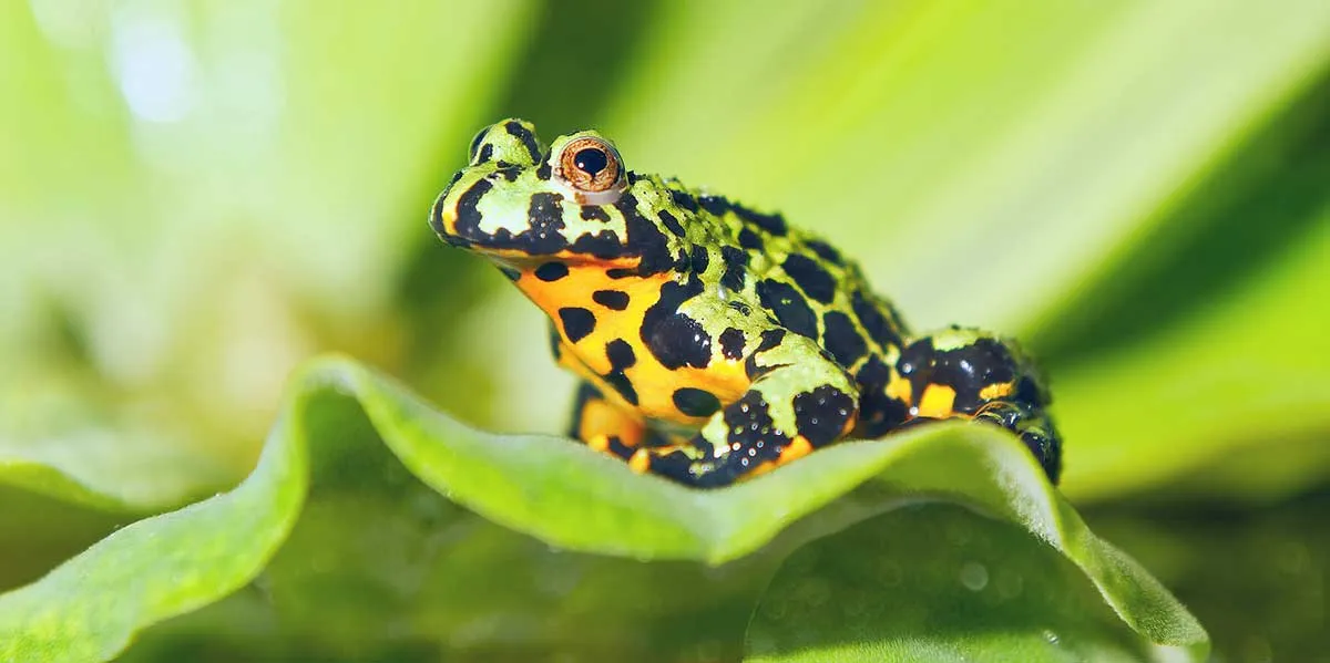 fire bellied toad on leaf