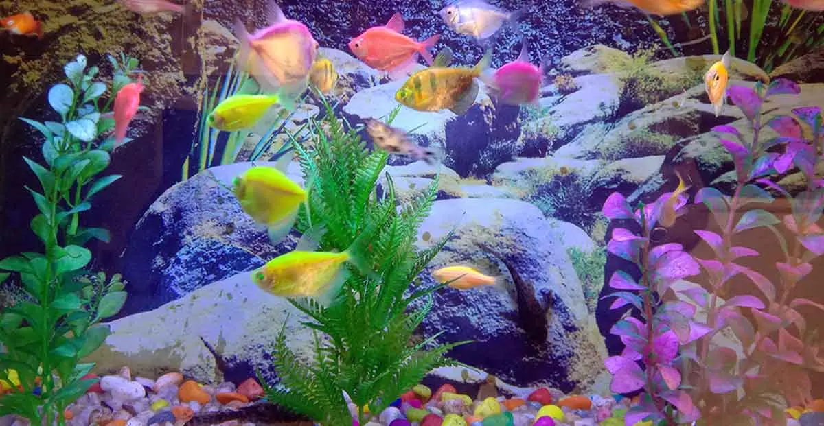fish multicolor substrate artificial plants