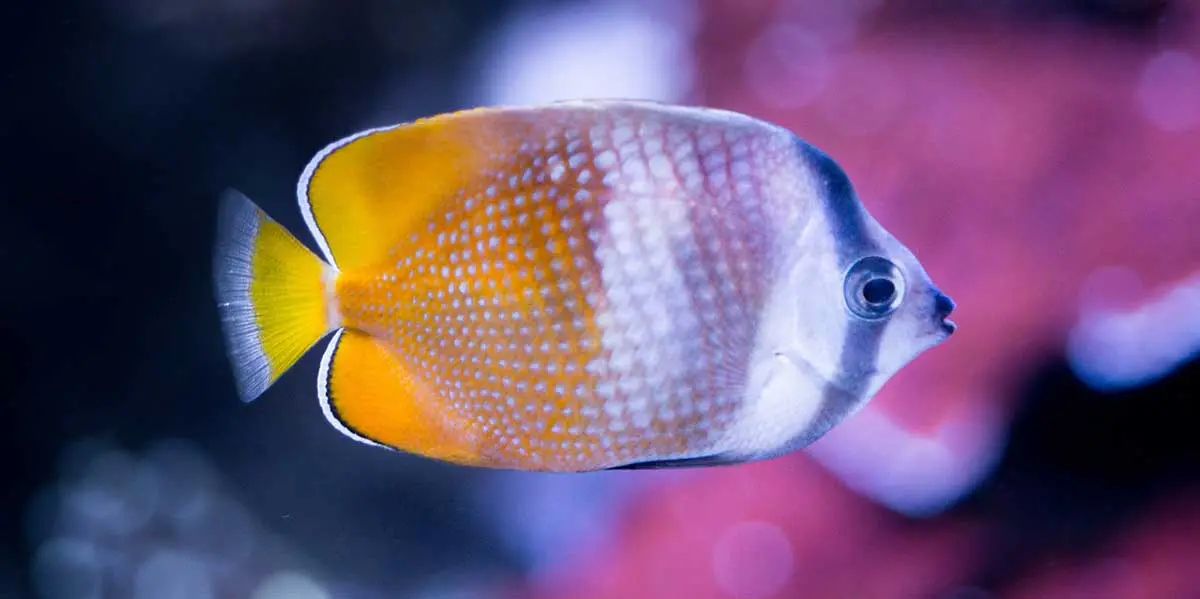 fish swimming lymphocystis