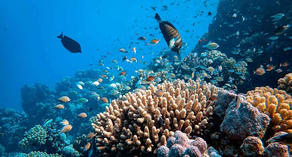 fish swimming near reef