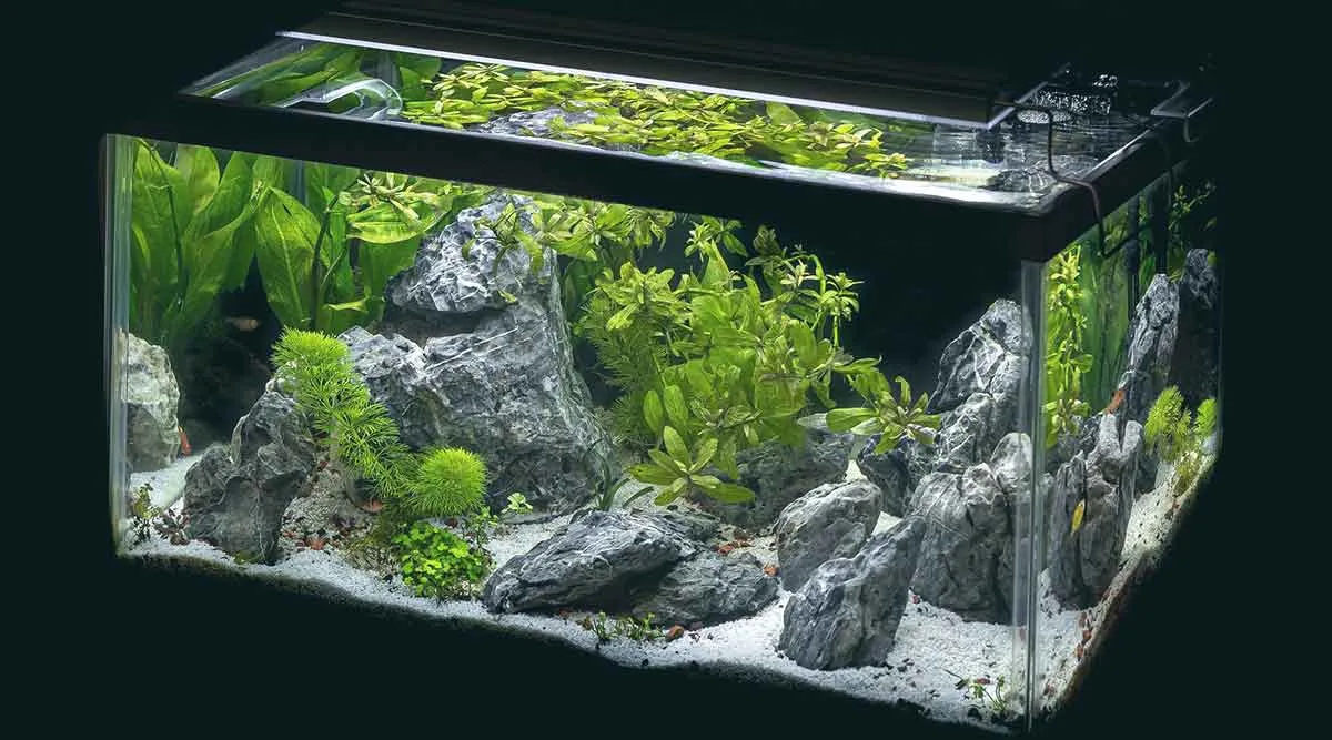 fish tank with aquarium plants