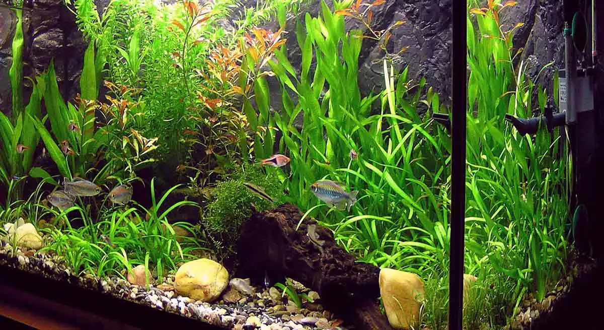fish tank with plants