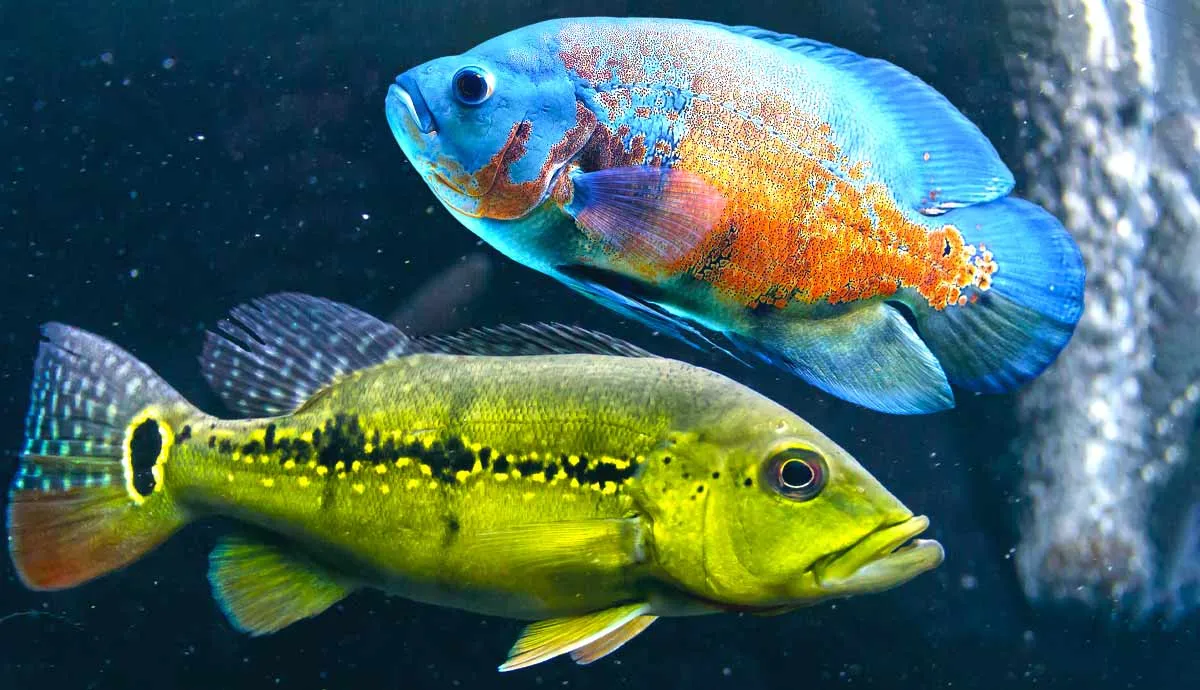 fish that eat their tankmates