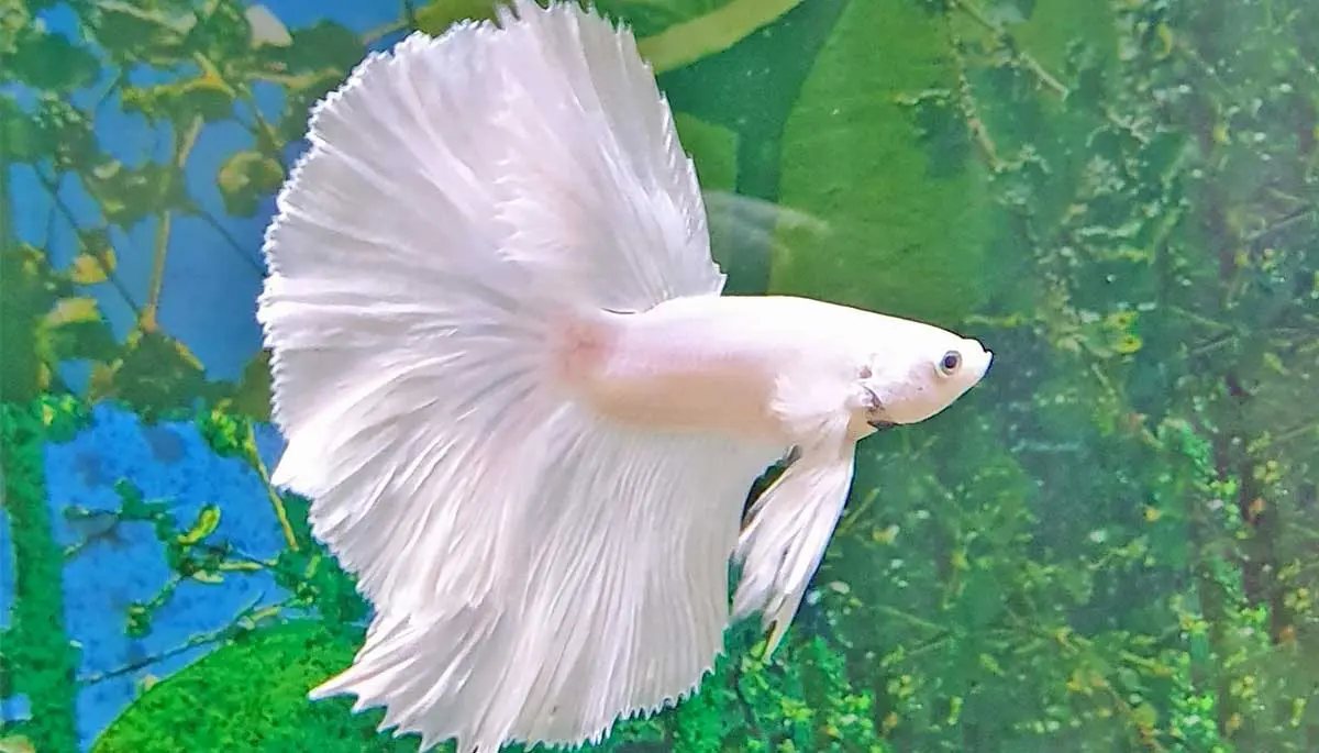 fish white betta pet