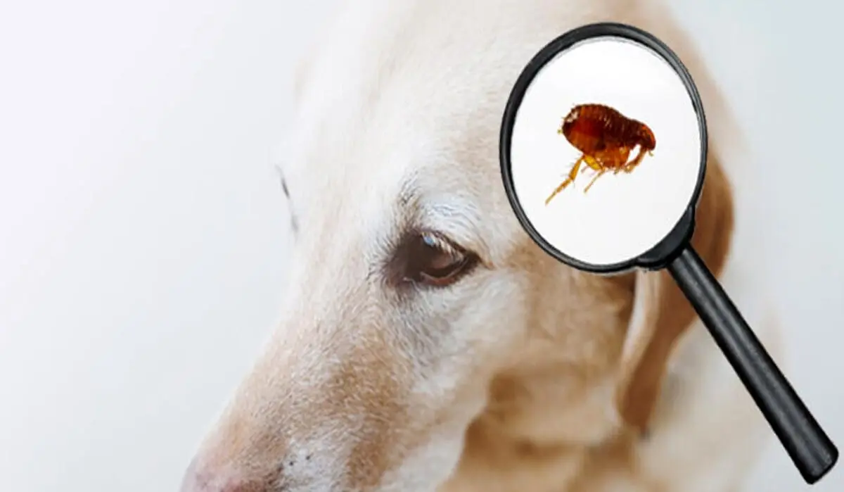 fleas dog.jpg