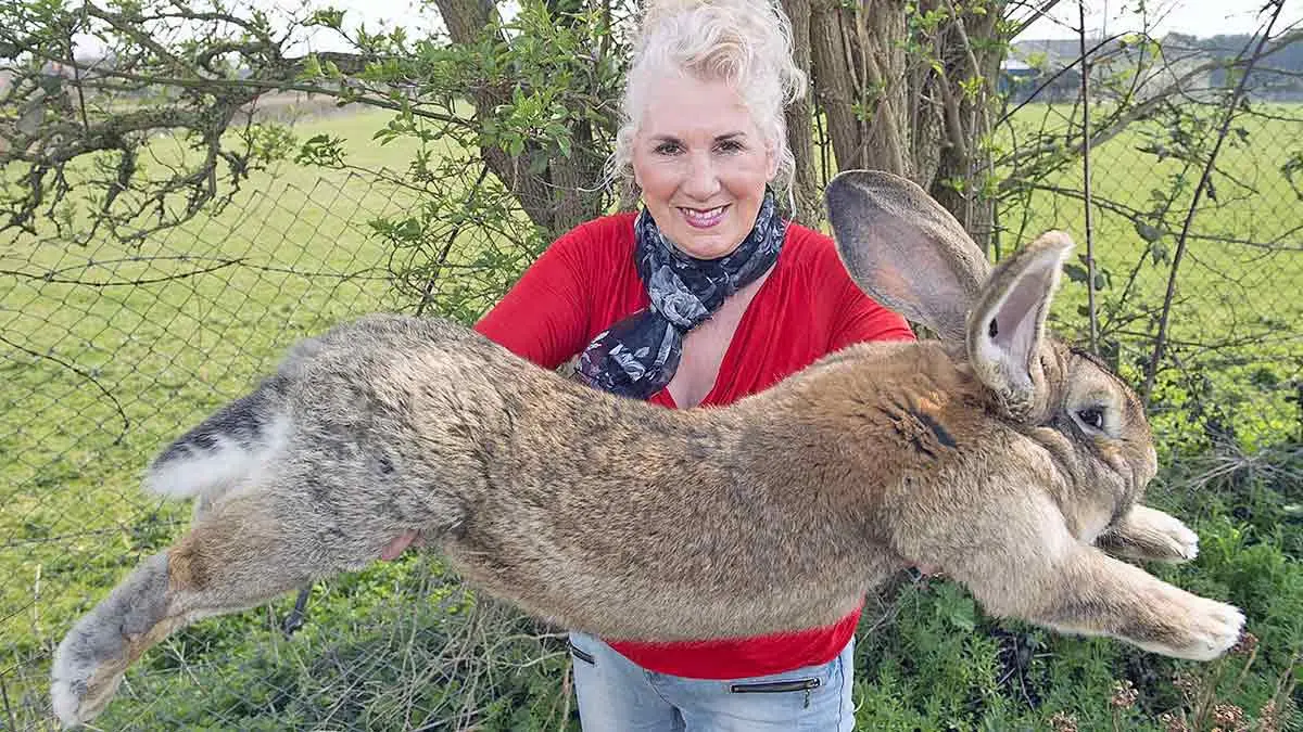 flemish giant rabbit