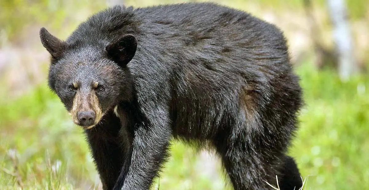 florida black bear