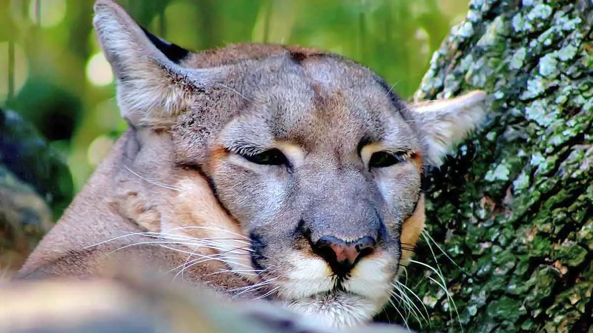 florida panther