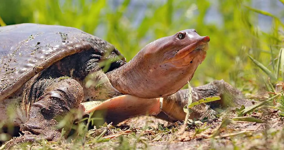 florida softshell turtle