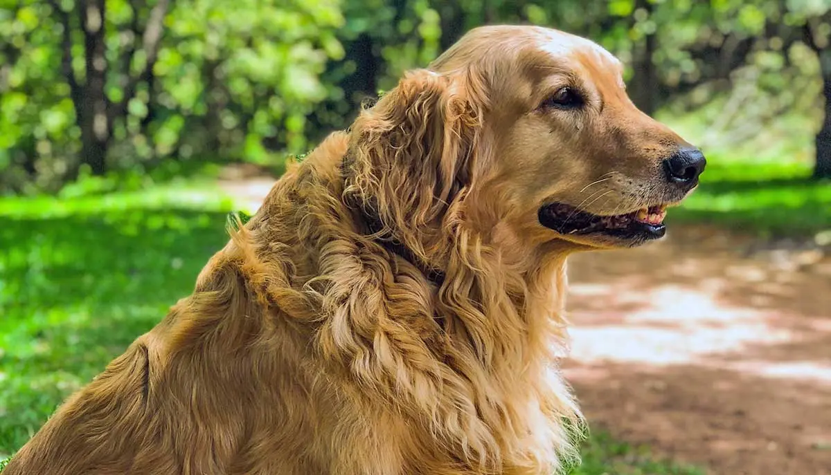 fluffy golden retriever