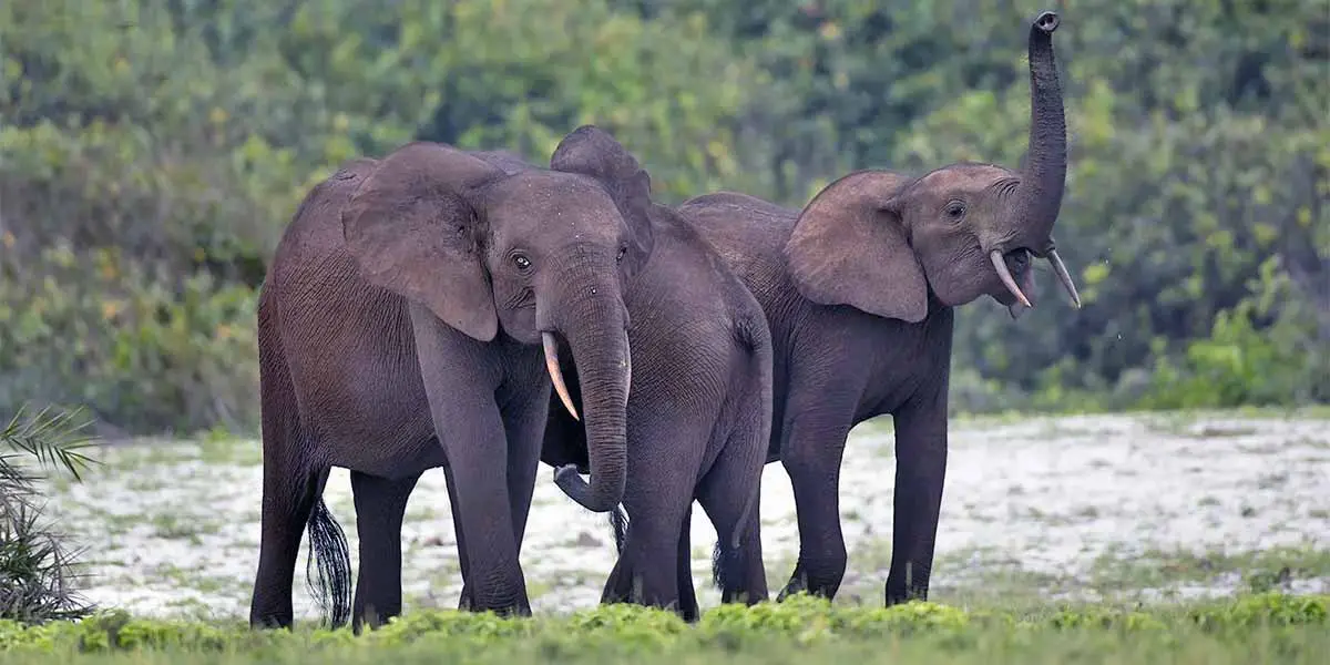 forest elephants