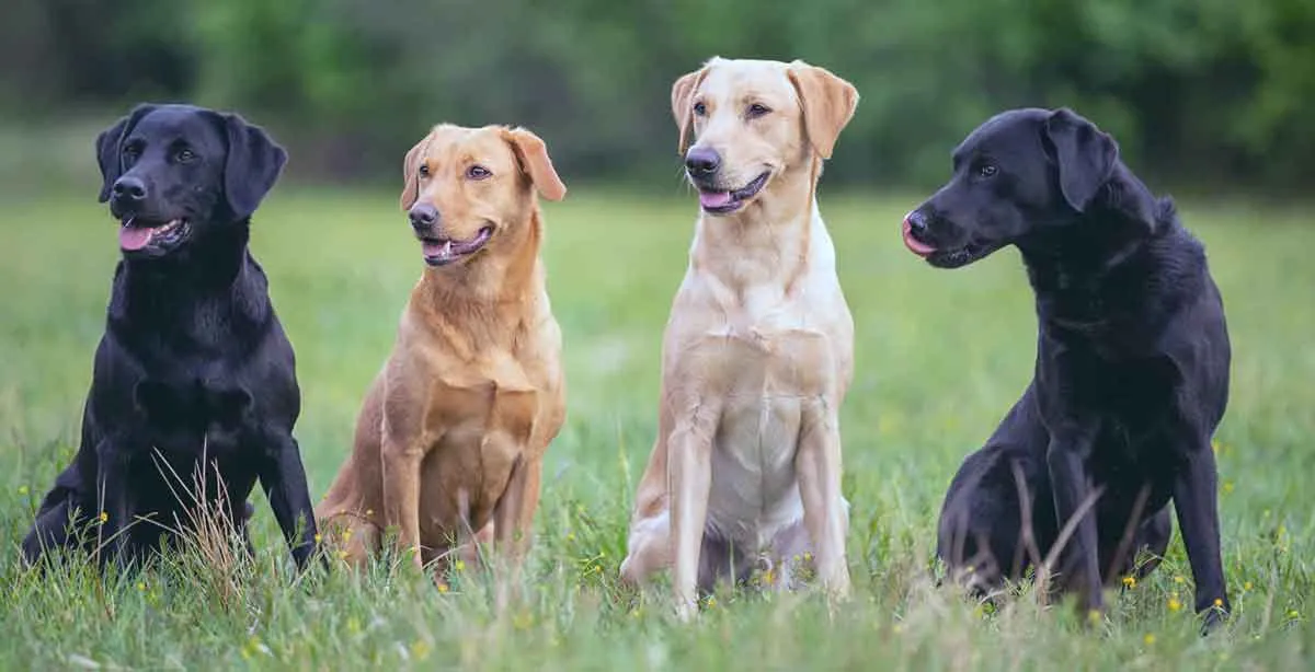 four labrador retrievers in grass