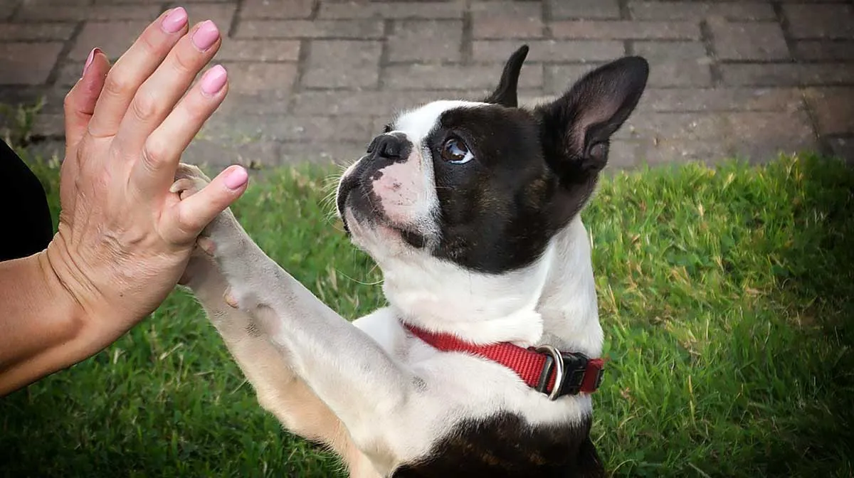 french bulldog paw touching human hand