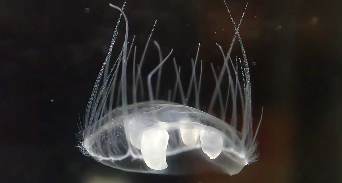 freshwater jellyfish