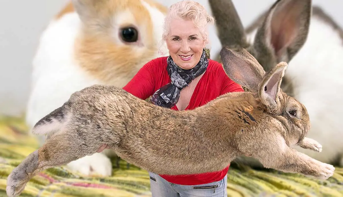 friendliest rabbit breeds