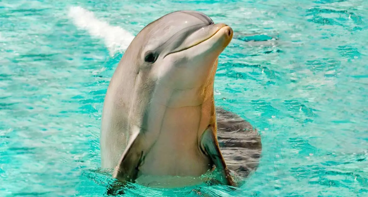 friendly intelligent dolphin