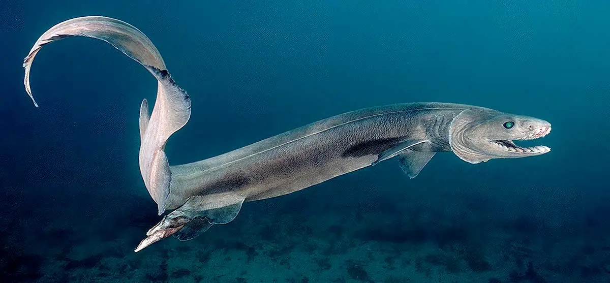 frilled shark