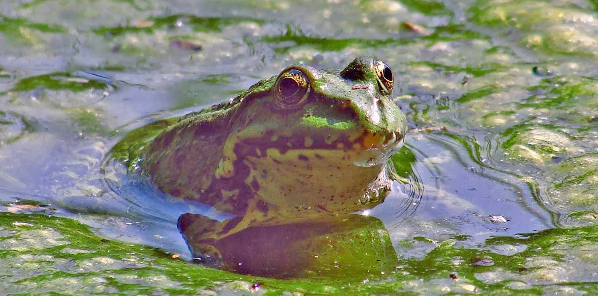 frog laying eggs