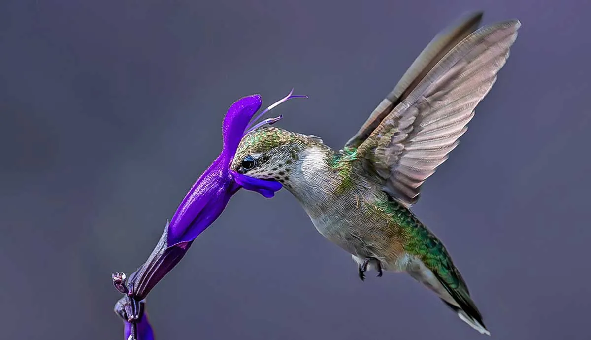 fun facts about hummingbirds