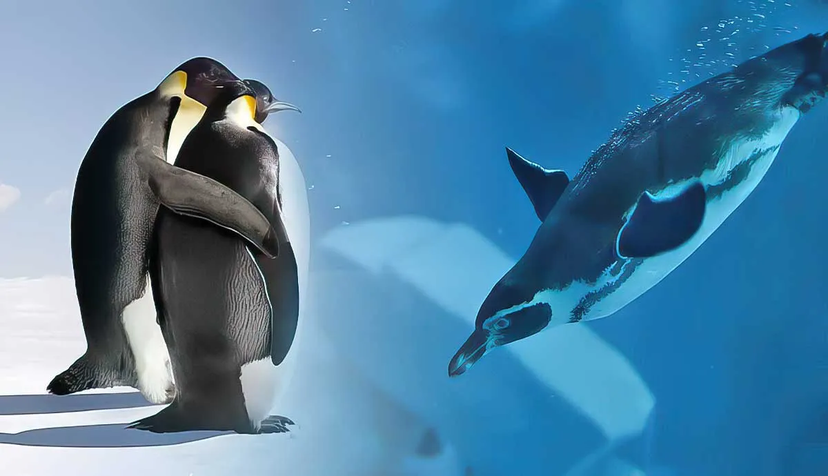 interesting habits do penguins have