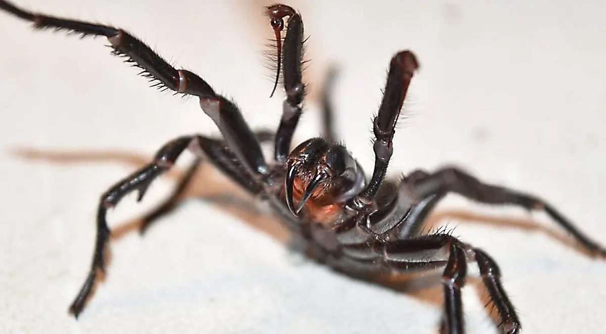 funnel spider in defense