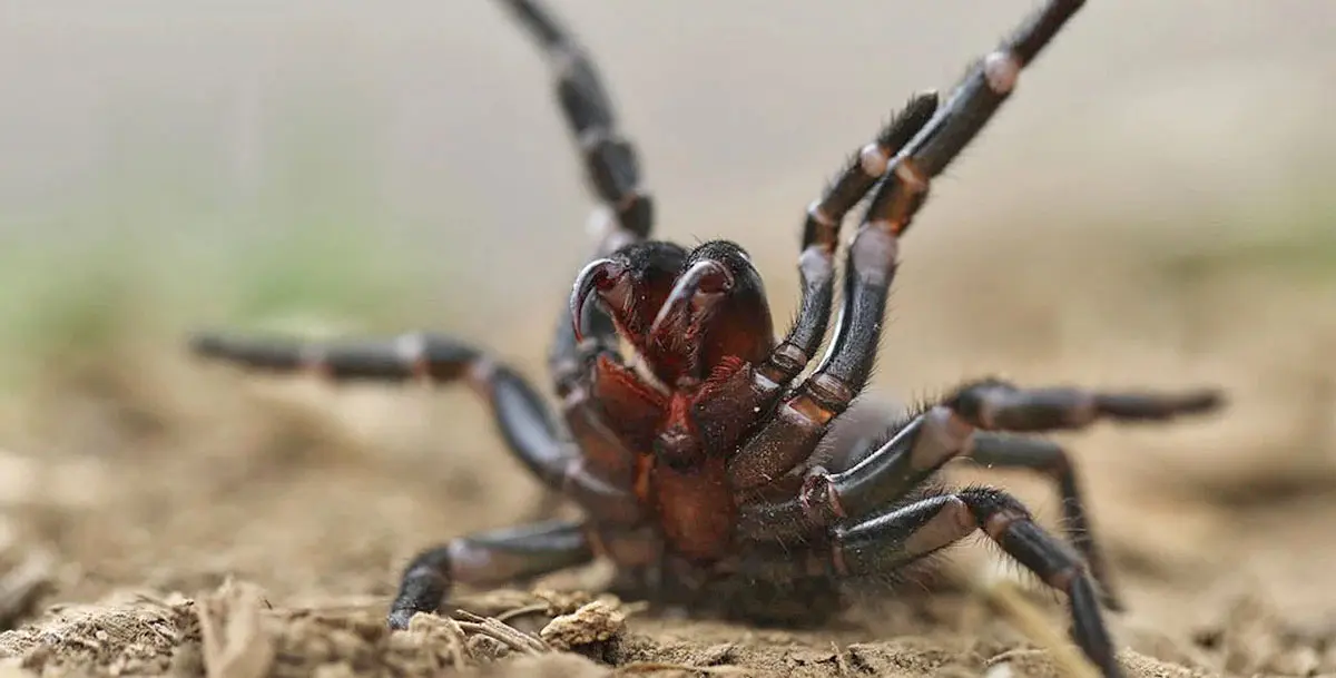 funnel web spider