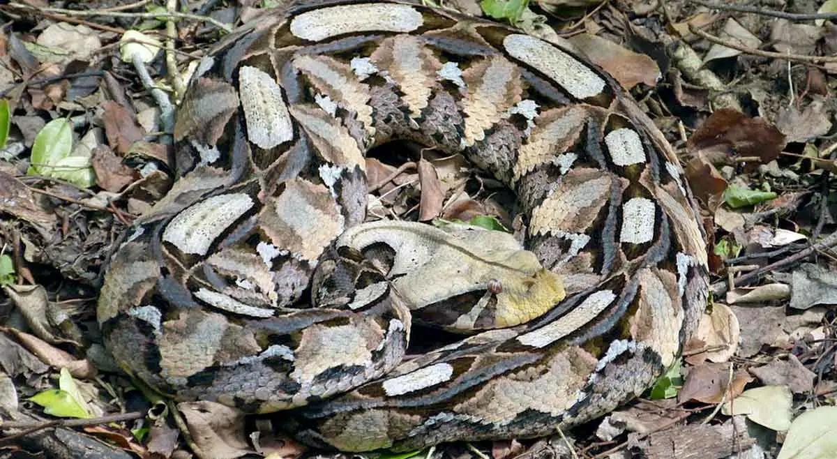 gaboon viper