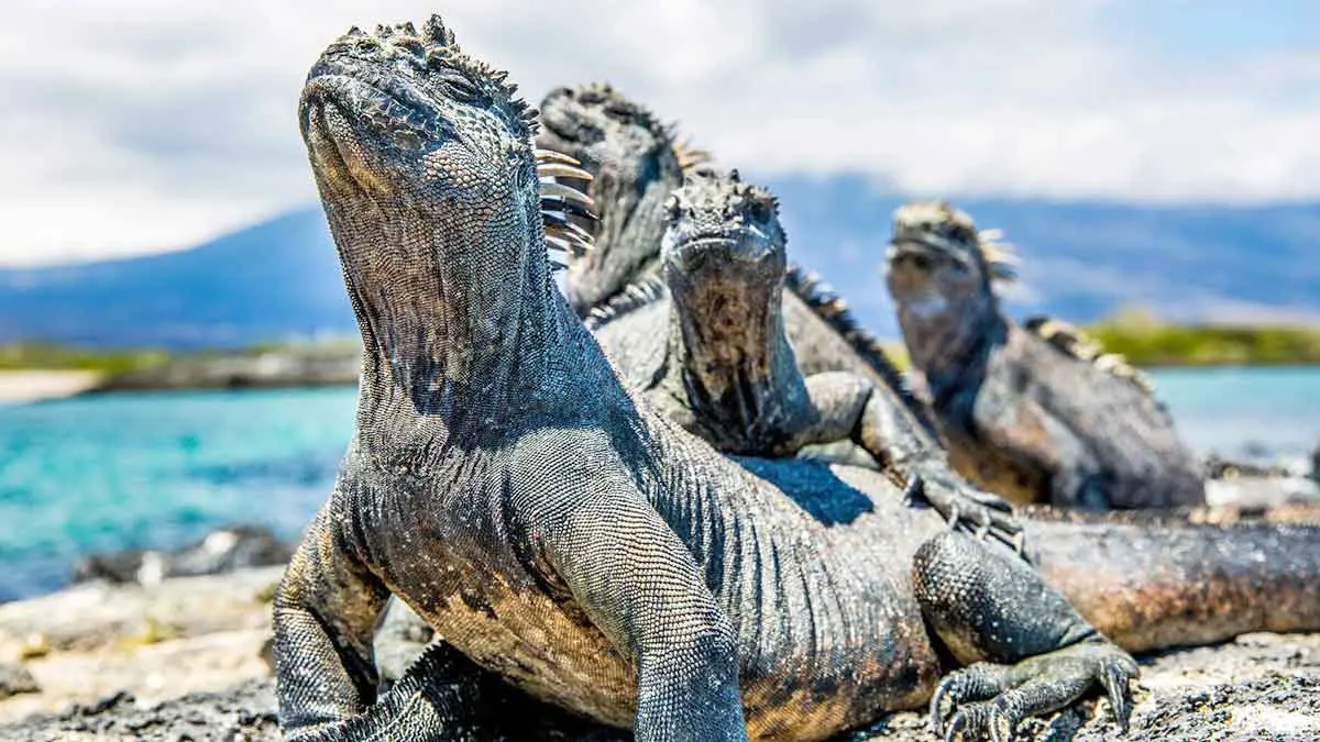 galapagos marine iguana